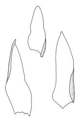 Erpodium glaucum, leaves of dorsal ranks. Drawn from G.M. O’Malley s.n., CHR 545820.
 Image: R.C. Wagstaff © Landcare Research 2014 